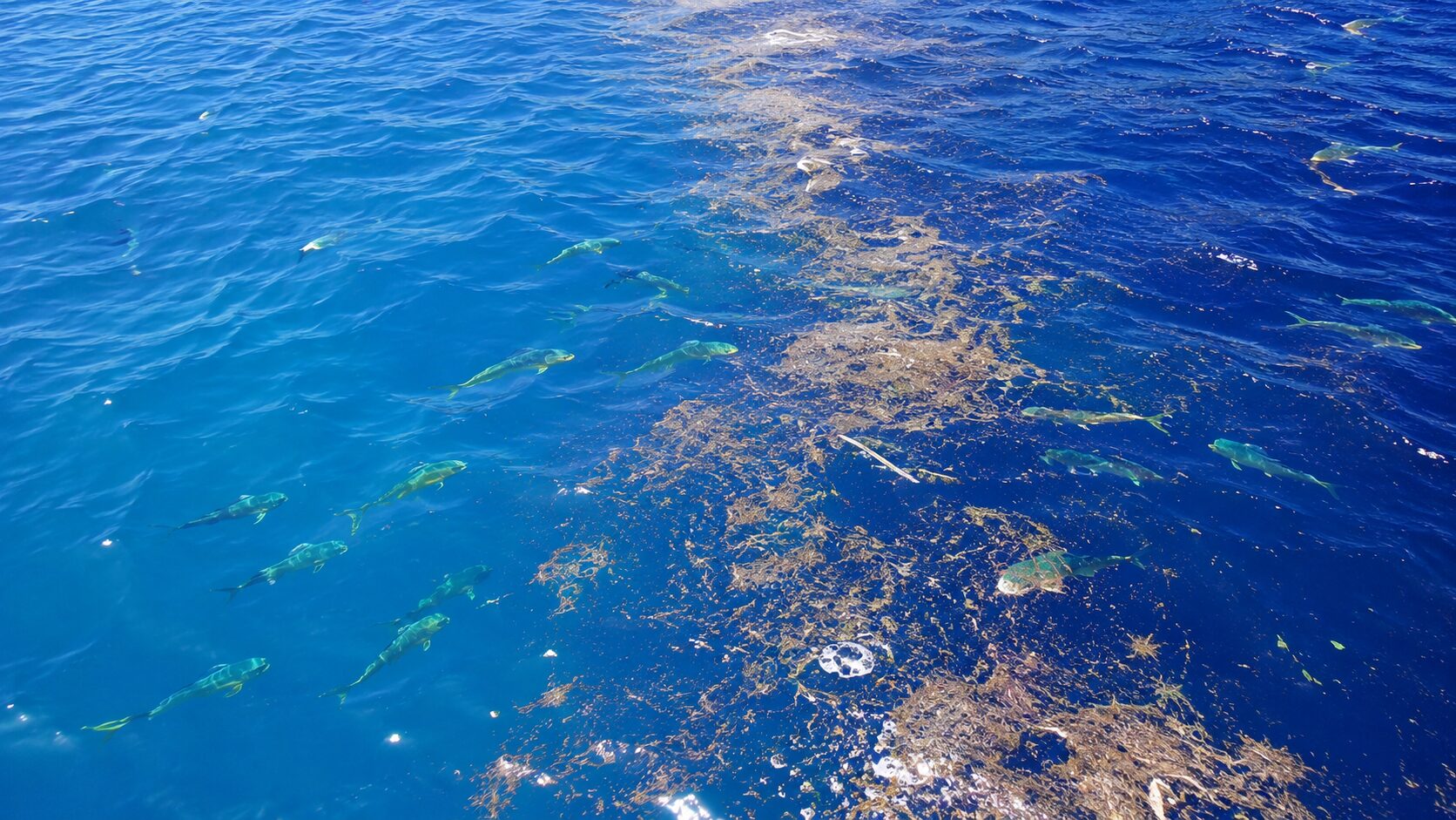 潮目と流れ藻に付くシイラ