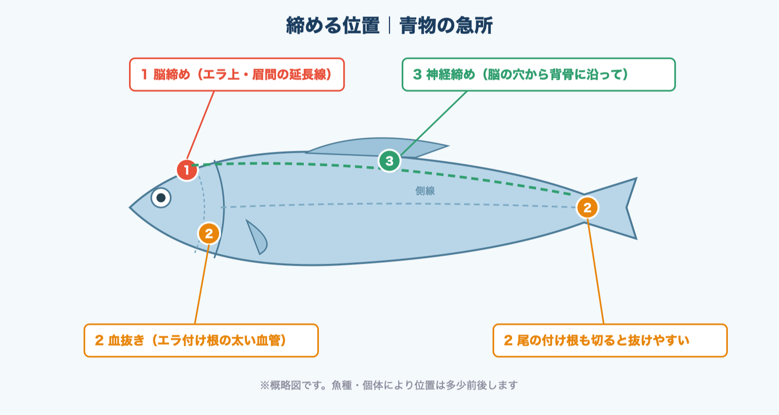 脳締め・血抜き・神経締めの位置図解