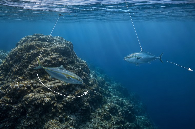 ヒラマサ・ブリ・カンパチの初速に対応|魚種別ファイト設計の状況を水中と磯上から示した図解