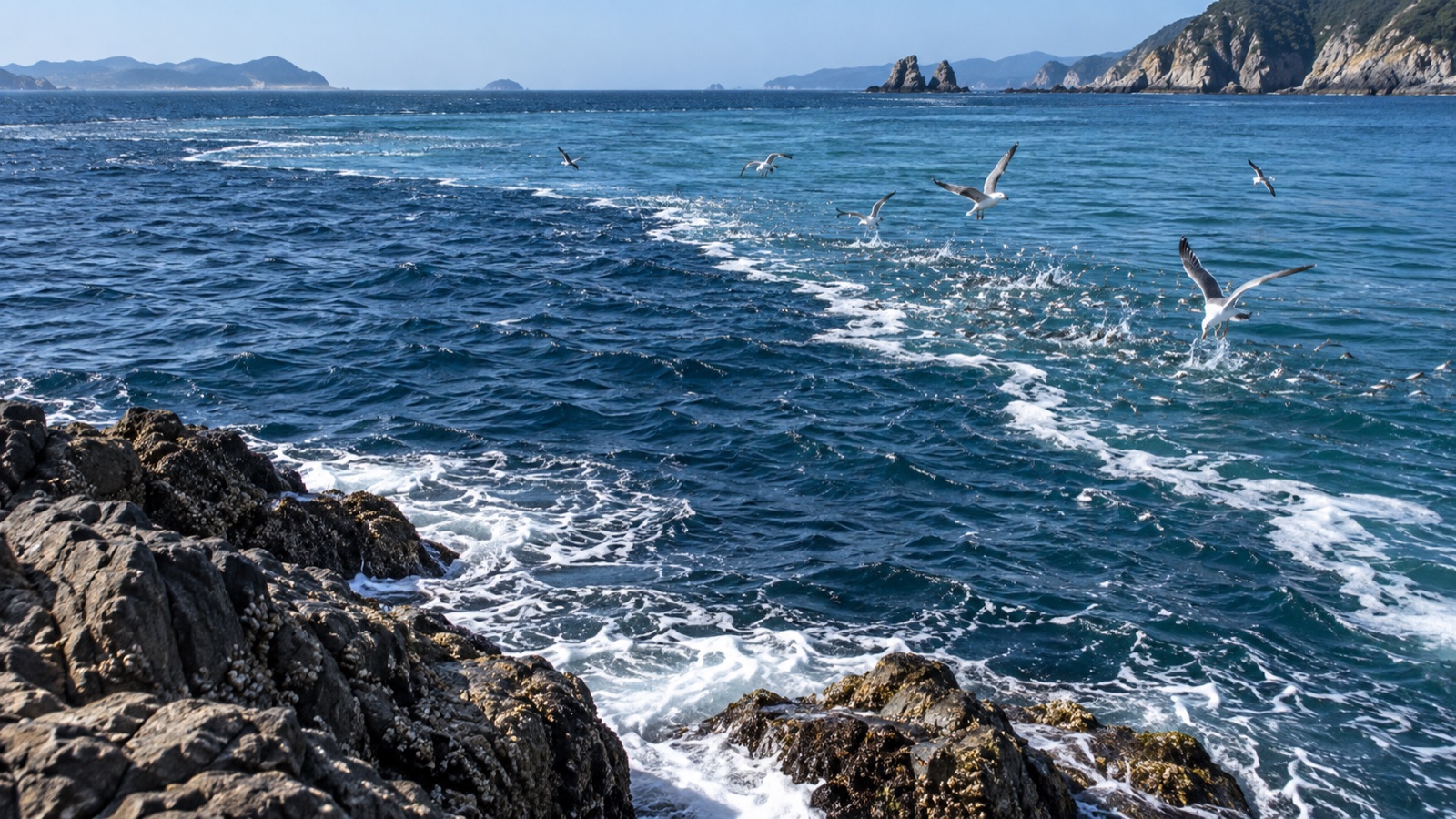 沖の潮目に沿って海面がざわつき、鳥が集まり始めた瞬間